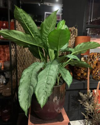 We hebben een super gave kamerplanten 🪴 collectie….welke plant 🌱 staat mooi in jou huis. Renates bloemenloket is geopend.