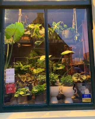 De kerstboom is eruit, kamerplanten er in. We hebben onze ramen gezellig gevuld met allerlei leuke soorten groene planten #groen #groenplants #plant #plants #calathea #monstera #strelitzianicolai #palm #arecapalm #peperomia #pannenkoekplant #asperagus #ficus #alocasia #grassula #renate #bloembindkunst
